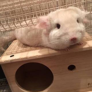チンチラの里親を募集しております。