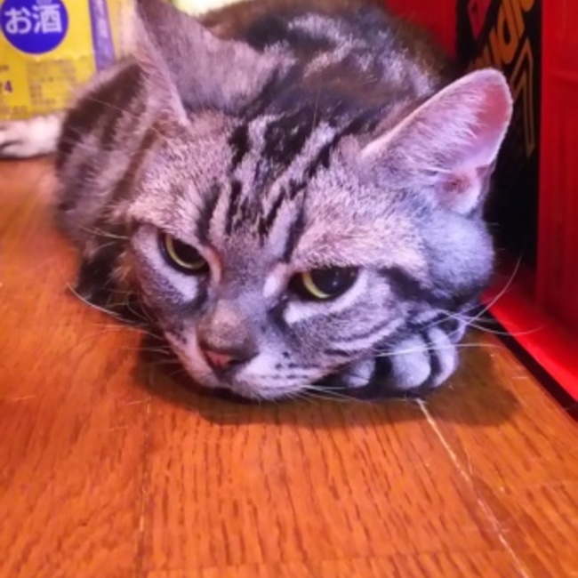 anna244のカバー写真