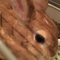 保護うさぎ：シータちゃん、約１歳、不妊手術済み