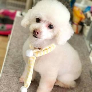 トイプー*ろーずちゃん