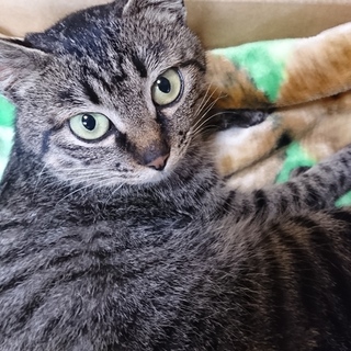 キレイな瞳のキジトラ♀ちゃんです