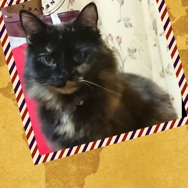 ゴージャスびびたん