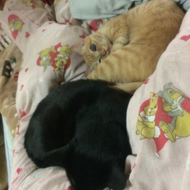 るぅそんのカバー写真