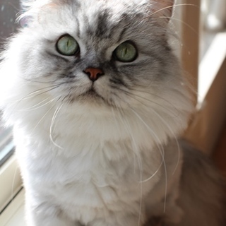 7歳長毛マンチカン