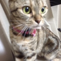 ラムにゃん