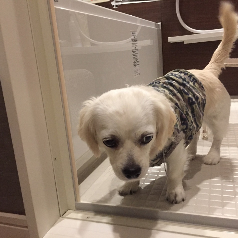 ちろのカバー写真