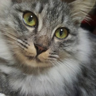 気長にトライアルしてくれる方♂長毛のアトム