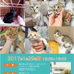 猫さん達の譲渡会