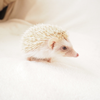 生後4ヶ月のハリネズミ男の子