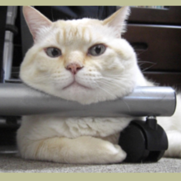 皆ちゃんと仕事してるか見張ってるにゃぁ～