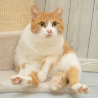 4/23銀座★あーにゃちゃん★美魔女その１