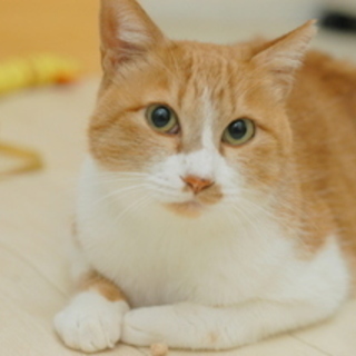 4/23銀座★うーにゃちゃん★美魔女その２