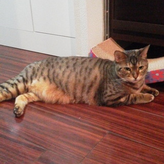 6歳女の子ベンガルキャット