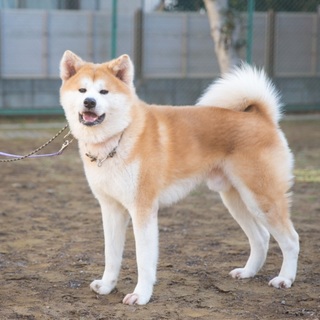 若くて落ち着きのある秋田犬の男の子