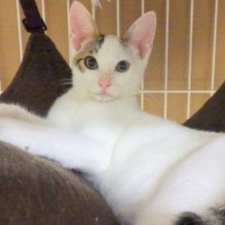 不参加になりました5/14銀座★ミントくん★