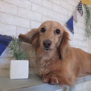 スニージーちゃん♀　推定7才