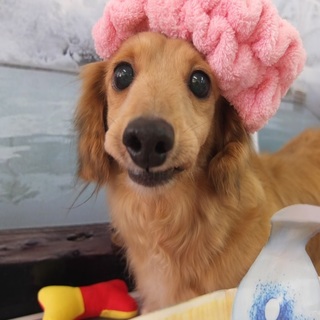 バッシュフルちゃん♀　推定7才