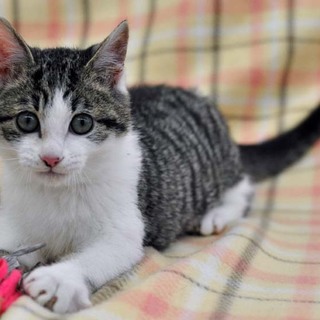 女の子みたいなお顔★ホープくん