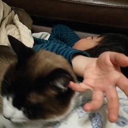 「たぬ②ちょっと迷惑なこと」サムネイル1