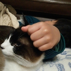 「たぬ②ちょっと迷惑なこと」サムネイル2