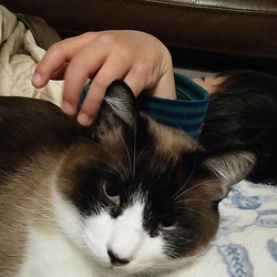 「たぬ②ちょっと迷惑なこと」サムネイル3