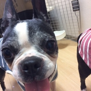 繁殖犬リタイヤでも明るいボストンテリアです。