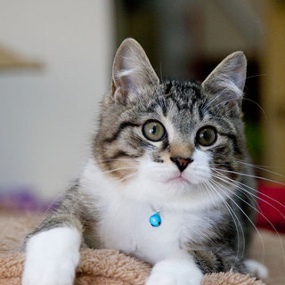 丸顔のハンサムキジ白くん