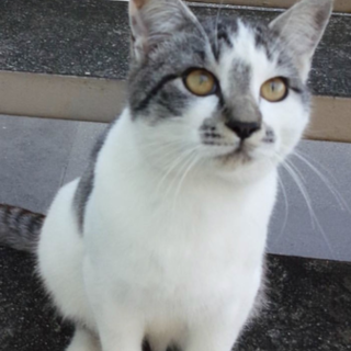 人慣れ♪飼いやすい9ヶ月のサバシロくん