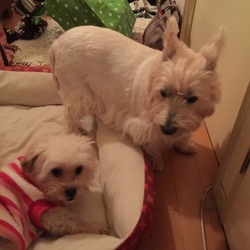 「家族に会えるワンコと最後の挨拶^_^」サムネイル1