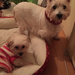 「家族に会えるワンコと最後の挨拶^_^」サムネイル2