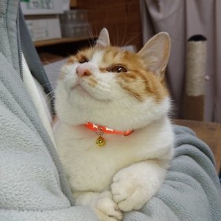 愛嬌たっぷりの男の子です