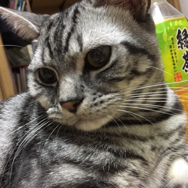 アメショー親子のカバー写真