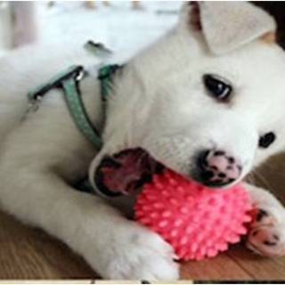 真っ白おチビちゃん　人馴れしたとてもよい子です