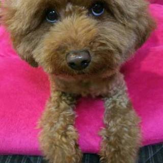 大切に育ててくれる方m(__)m