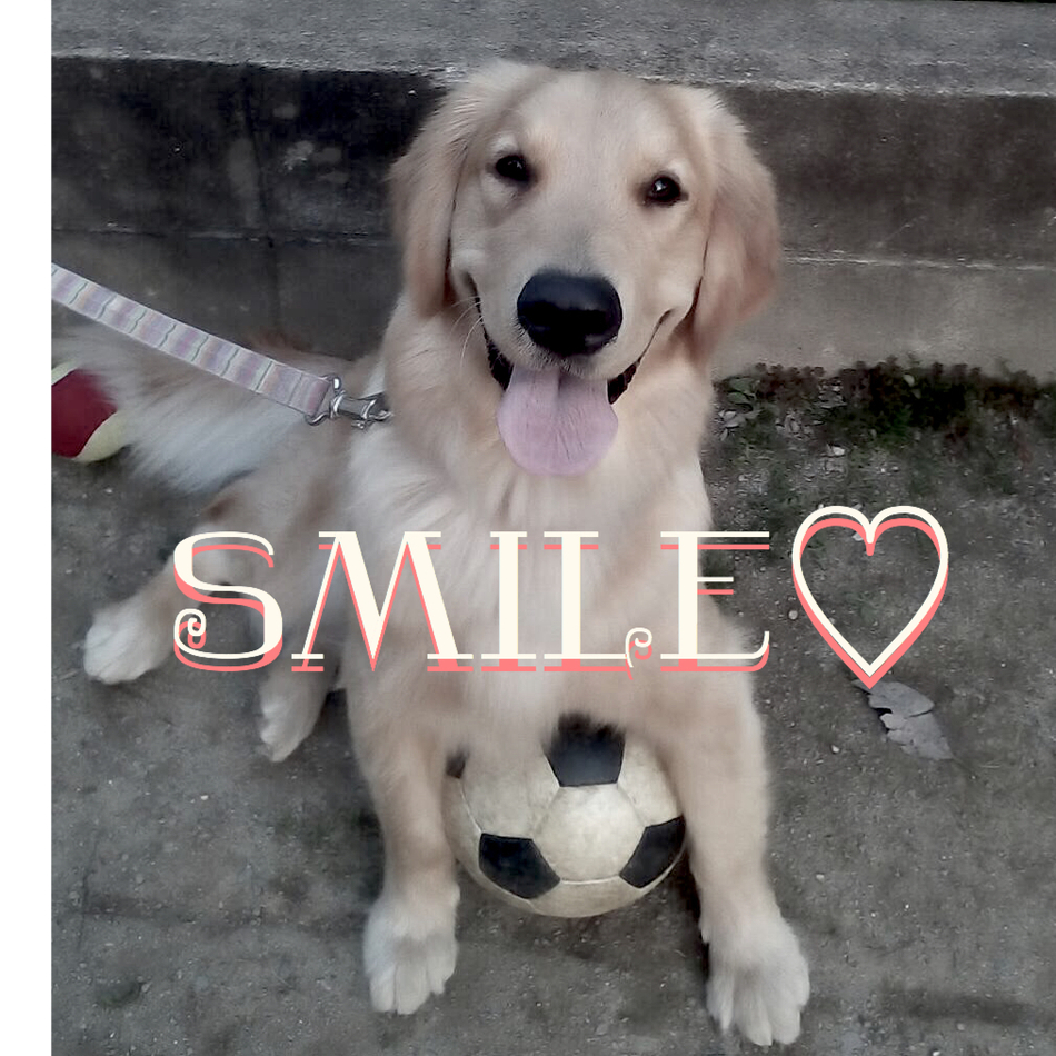 山本   らんのカバー写真