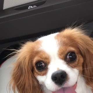 キャバリア とても優しい子