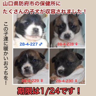 愛護団体に引き取られました。ありがとうございます！