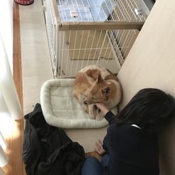 ビビリなクッキー