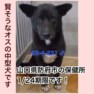 愛護団体に引き取られました