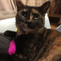 みゃお