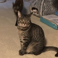 きゃお