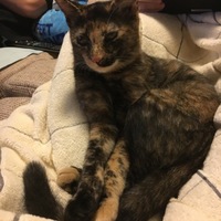 ちゃお