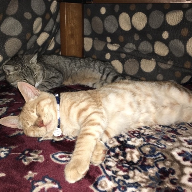 yuriamのカバー写真