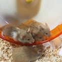 ゴールデンハムスター