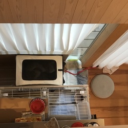 クレートが好きなの！大好きなの！