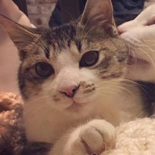 俺を甘えさせてくれ！　ハリー