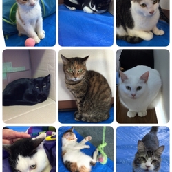 わんにゃん小梅保育園☆住協 川越支店で夕涼み犬猫譲渡会