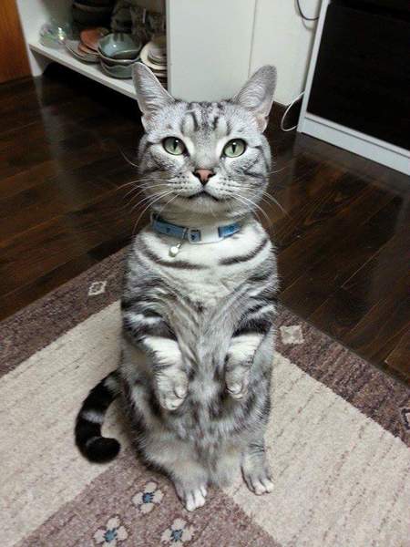 藤田（ふじた・こくし）ちゅら