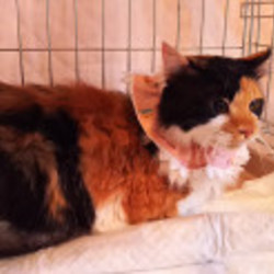 大人のための大人猫の里親会 サムネイル2