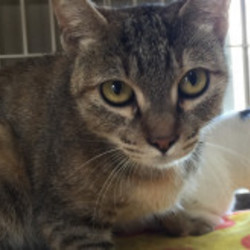 大人のための大人猫の里親会 サムネイル3